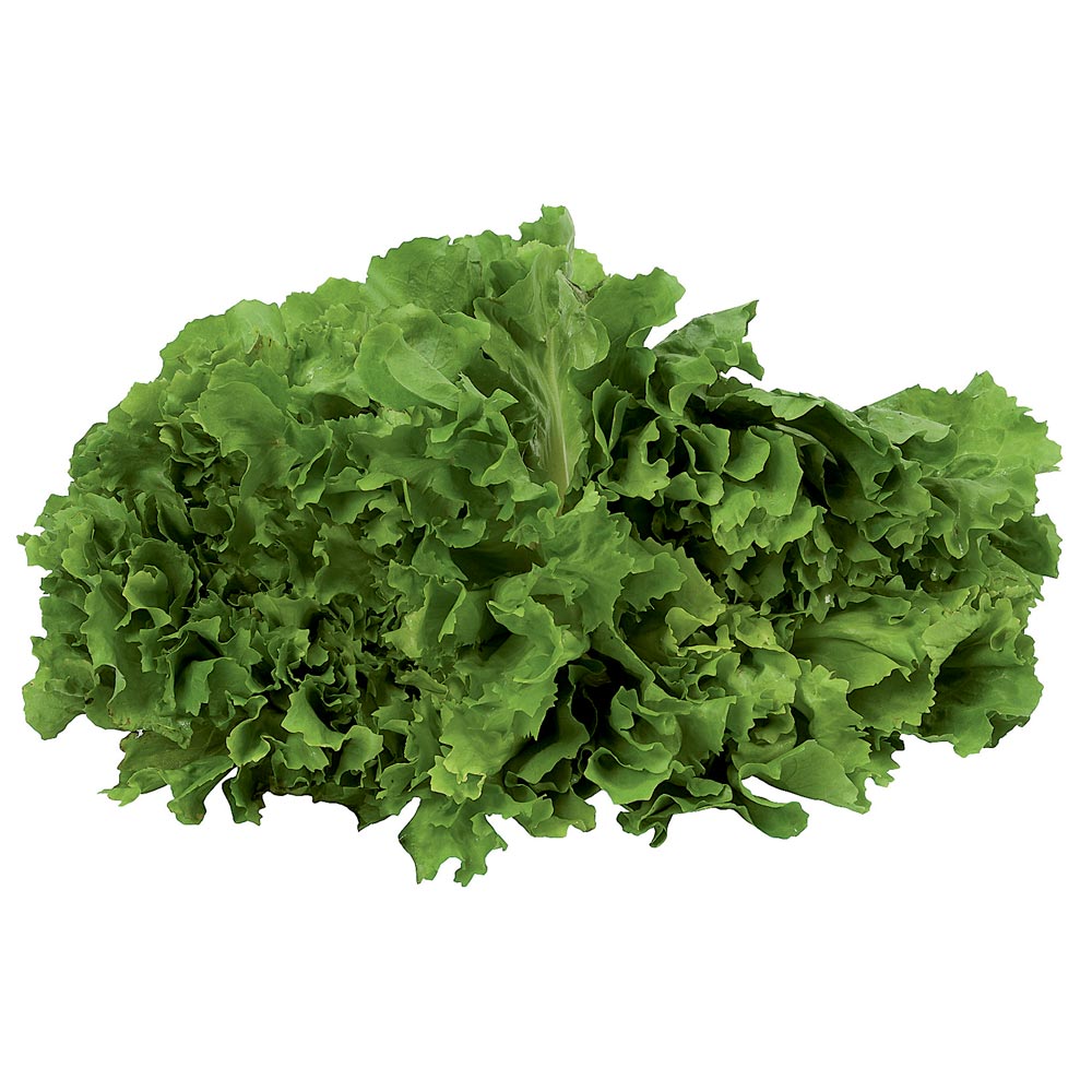 Chicoria Cesca 100g